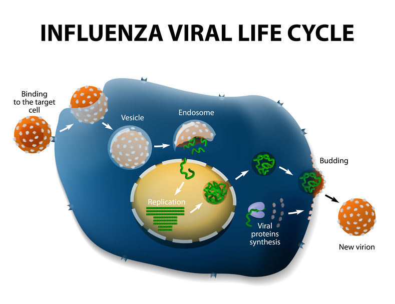 流感病毒如何感染細胞