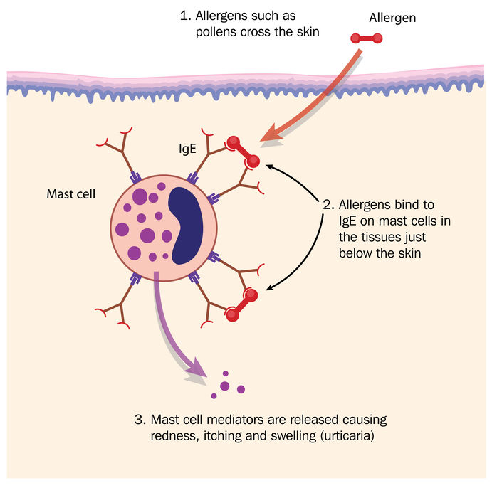 MAST CELL