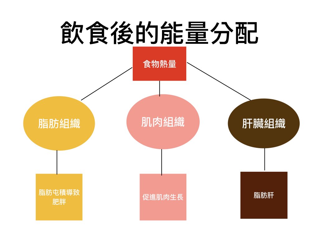 飲食後的能量分配